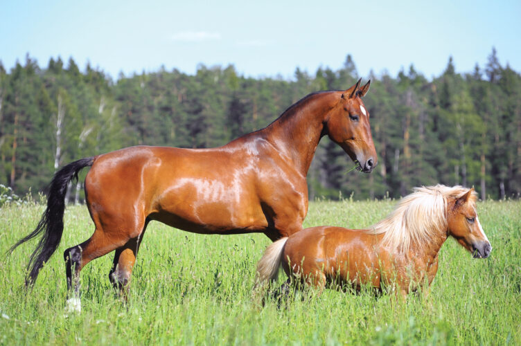 Tips on How to Buy a Horse